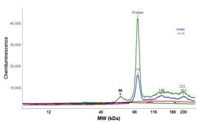 Simple Western: IGF2BP1 Antibody [NBP2-38956]