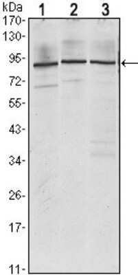 Western Blot: IGF2BP3 Antibody (8F11)BSA Free [NBP1-51674]