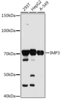 Western Blot: IGF2BP3 Antibody (8K4H5) [NBP3-16205]