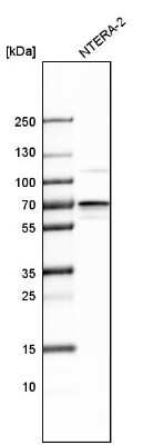 Western Blot: IGF2BP3 Antibody [NBP1-84339]