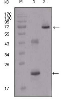 Western Blot: IGFBP-2 Antibody (1F6F6)BSA Free [NBP1-28891]