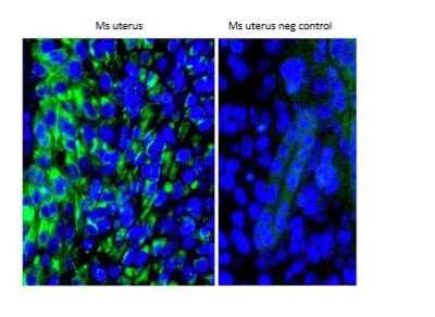 Immunocytochemistry/ Immunofluorescence: IGFBP-4 Antibody [NBP1-80549]