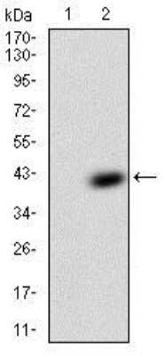 Western Blot: IGFBP-rp1/IGFBP-7 Antibody (5A4A9)BSA Free [NBP2-37314]