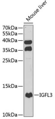 Western Blot: IGFL-3 AntibodyBSA Free [NBP3-03611]