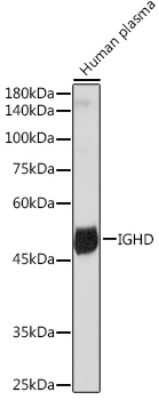 Western Blot: IGHD Antibody (5M8U3) [NBP3-15872]