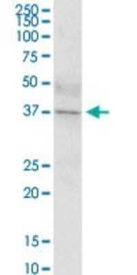 Western Blot: IGHD Antibody [H00003495-B01P]