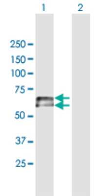 Western Blot: IGHD Antibody [H00003495-B01P]
