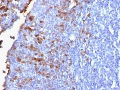 Immunohistochemistry-Paraffin: IgG Heavy Chain Antibody (IG1707R) - Azide and BSA Free [NBP2-54449]