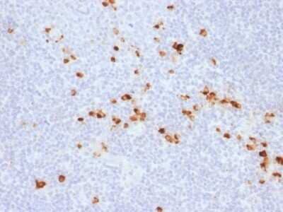 Immunohistochemistry-Paraffin: IgG Heavy Chain Antibody (IG507R) - Azide and BSA Free [NBP2-54458]