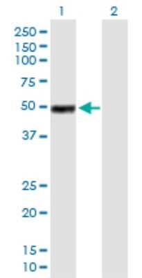 Western Blot: IGHG1 Antibody [H00003500-B01P]