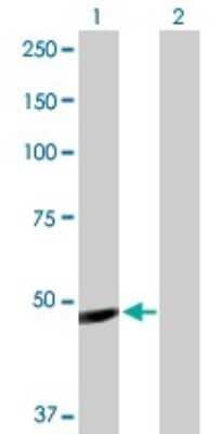 Western Blot: IGHG1 Antibody [H00003500-D01P]