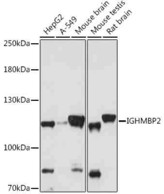 Western Blot: IGHMBP2 AntibodyAzide and BSA Free [NBP3-05096]