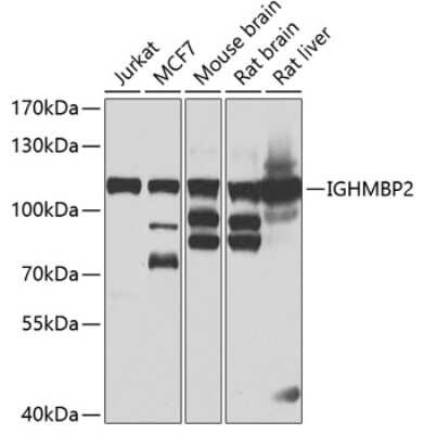 Western Blot: IGHMBP2 AntibodyBSA Free [NBP3-05279]