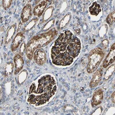 Immunohistochemistry-Paraffin: IGSF10 Antibody [NBP1-84435]