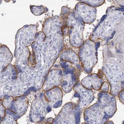 Immunohistochemistry-Paraffin: IGSF3 Antibody [NBP2-38292]