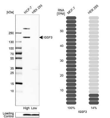 Western Blot: IGSF3 Antibody [NBP2-38292]