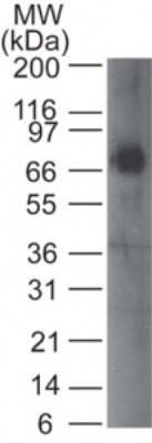 Western Blot: IGSF4A/SynCAM1/CADM1 Antibody (41N3D3)Azide and BSA Free [NBP2-80786]