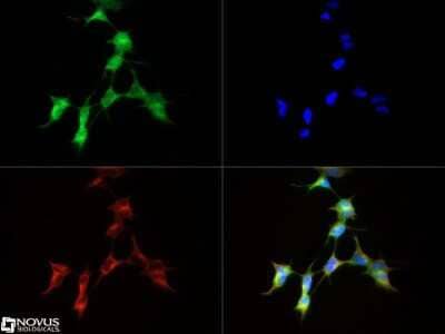 Immunocytochemistry/ Immunofluorescence: IGSF4A/SynCAM1/CADM1 Antibody [NB300-186]