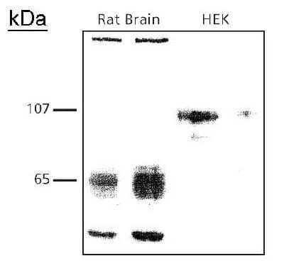 Western Blot: IGSF4A/SynCAM1/CADM1 Antibody [NB300-186]