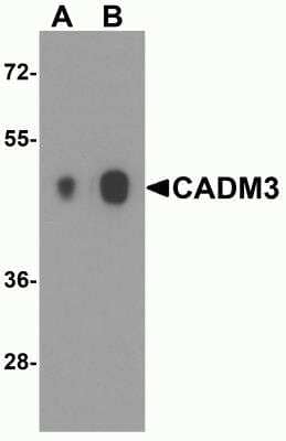 Western Blot: IGSF4B/SynCAM3/CADM3 AntibodyBSA Free [NBP2-81834]