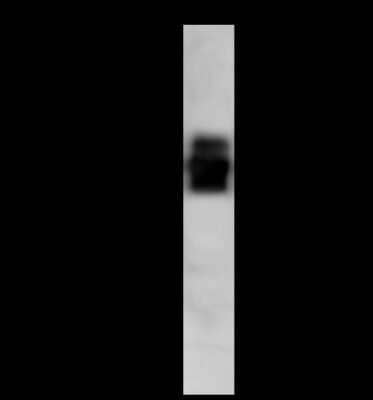 Western Blot: IGSF4B/SynCAM3/CADM3 Antibody [NBP2-98284]