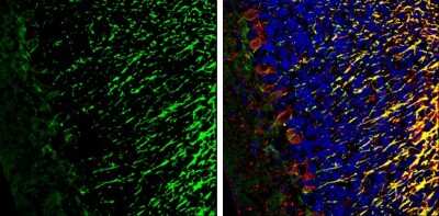 Immunohistochemistry-Frozen: IGSF4C/SynCAM4 Antibody [NBP3-13192]