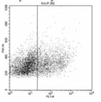 Flow Cytometry: IGSF6/DORA Antibody (104A10.01) [DDX0220P-100]