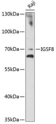 Western Blot: IGSF8/CD316 AntibodyAzide and BSA Free [NBP3-03642]