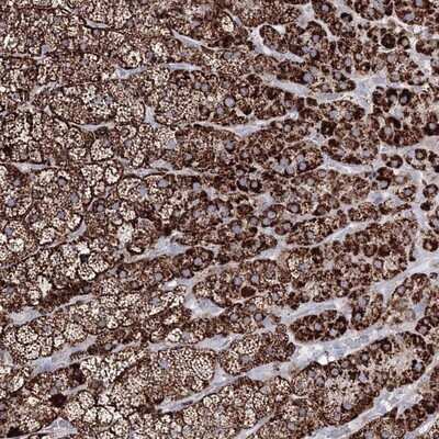 Immunohistochemistry-Paraffin: IGSF9 Antibody [NBP1-93676]