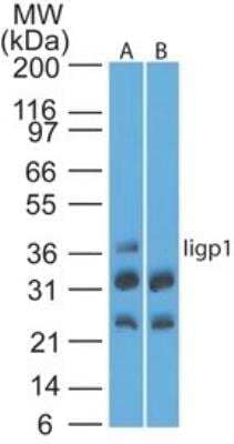 Western Blot: IIGP1 Antibody [NBP2-03970]