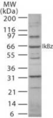 Western Blot: IKB zeta Antibody [NB100-56390]