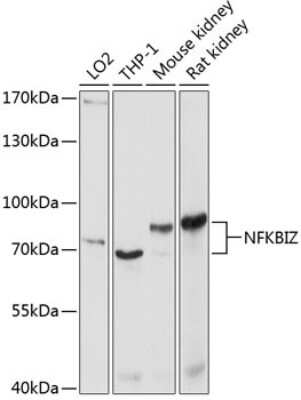 Western Blot: IKB zeta AntibodyBSA Free [NBP3-03366]