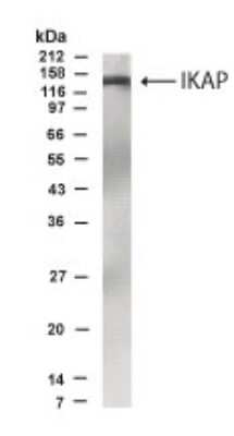 Western Blot: IKBKAP AntibodyBSA Free [NB600-213]