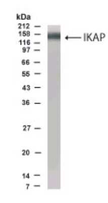 Western Blot: IKBKAP AntibodyBSA Free [NB600-214]