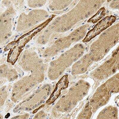 Immunohistochemistry-Paraffin: IKEPP Antibody [NB400-150]