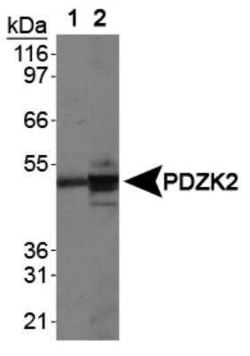 Western Blot: IKEPP Antibody [NB400-150]