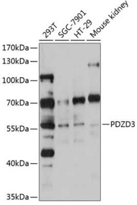 Western Blot: IKEPP AntibodyBSA Free [NBP3-03308]