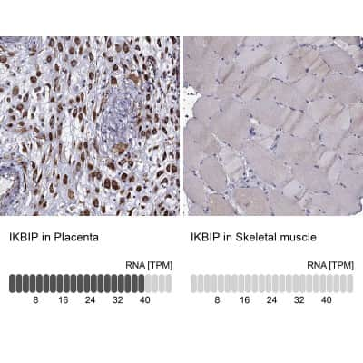 Immunohistochemistry-Paraffin: IKIP Antibody [NBP2-58695]