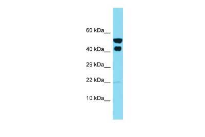 Western Blot: IKIP Antibody [NBP2-87623]