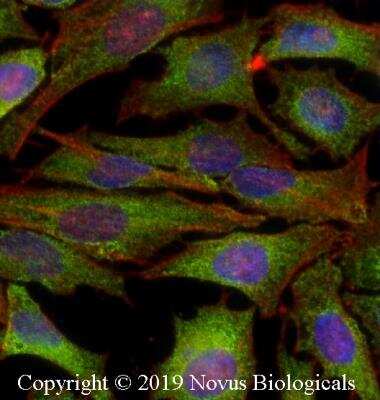 Immunocytochemistry/ Immunofluorescence: IKK alpha Antibody (14A231) - Azide Free [NBP2-27409]