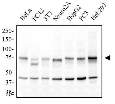 Western Blot: IKK alpha Antibody (14A231)Azide Free [NBP2-27409]