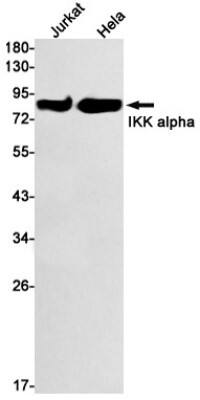 Western Blot: IKK alpha Antibody (S03-1E7) [NBP3-19544]