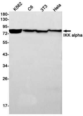 Western Blot: IKK alpha Antibody (S07-9I7) [NBP3-14945]