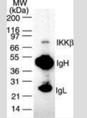 Immunoprecipitation: IKK beta Antibody (10A9B6) - Azide Free [NBP2-33214]