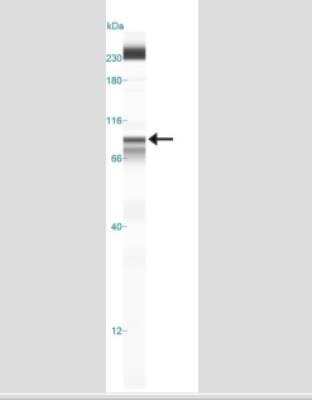 Simple Western: IKK beta Antibody (10A9B6)Azide Free [NBP2-33214]