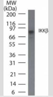 Western Blot: IKK beta Antibody (10A9B6)Azide Free [NBP2-33214]