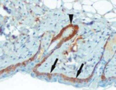 Immunohistochemistry-Frozen: IKK beta Antibody (10A9B6) - BSA Free [NB100-56513]