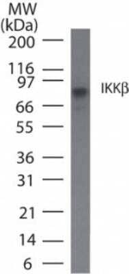 Western Blot: IKK beta Antibody (10A9B6)BSA Free [NB100-56513]