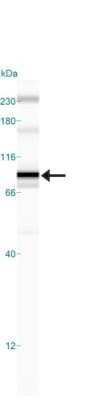 Simple Western: IKK beta Antibody (10AG2)Azide and BSA Free [NBP2-80788]
