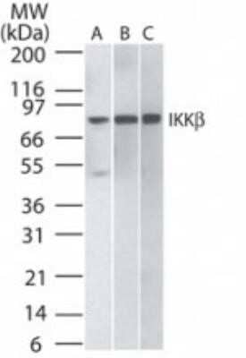 Western Blot: IKK beta Antibody (10AG2)Azide and BSA Free [NBP2-80788]